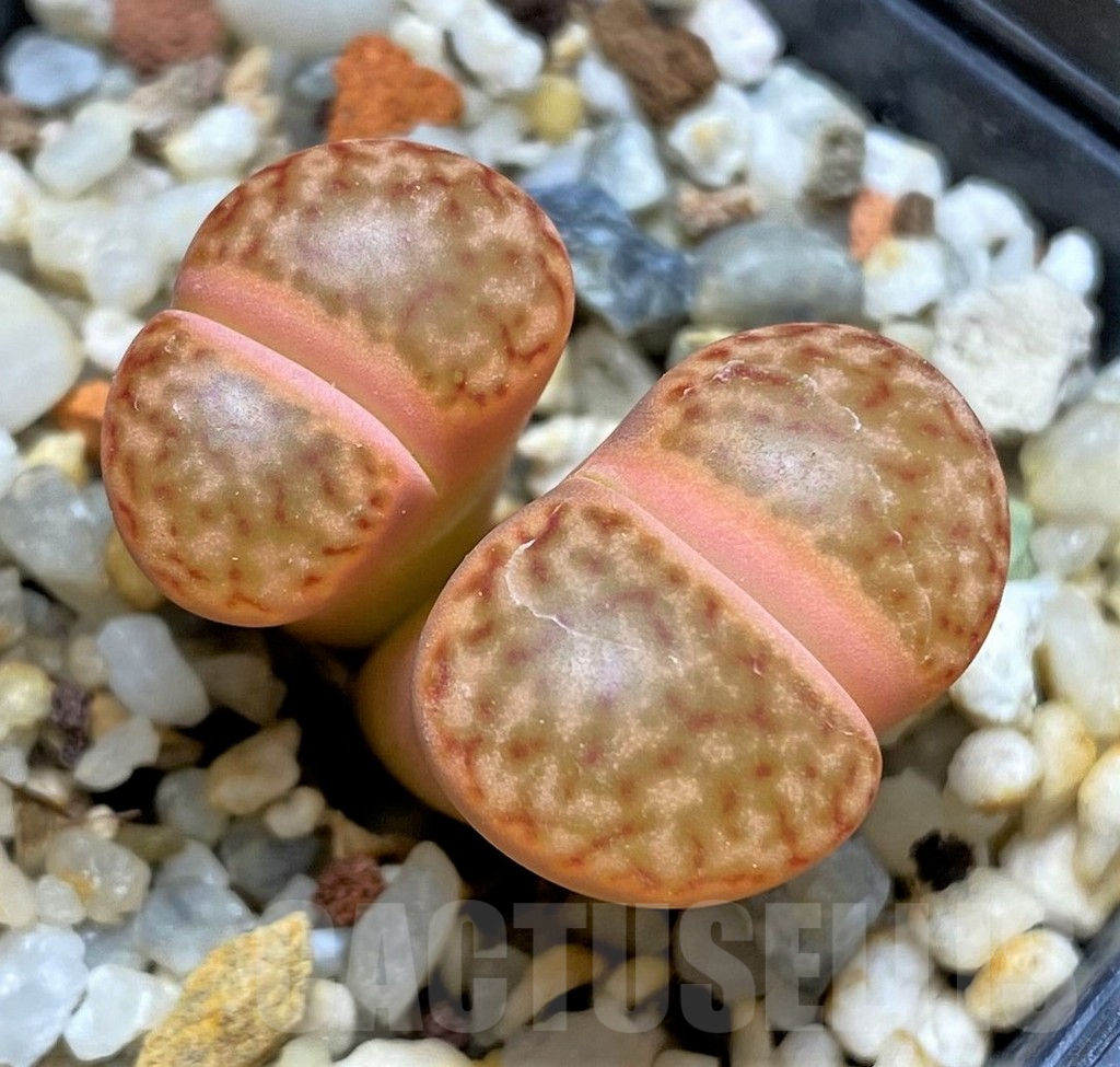 SHPR29329 Lithops bromfieldii f. variegata -?
