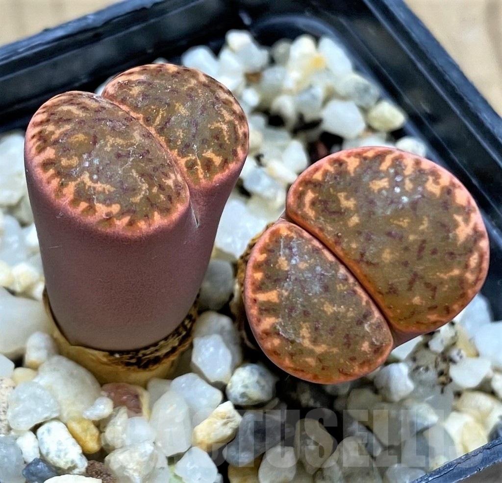 SHPR29330 Lithops bromfieldii v. glaudinae -80km West Witsond-