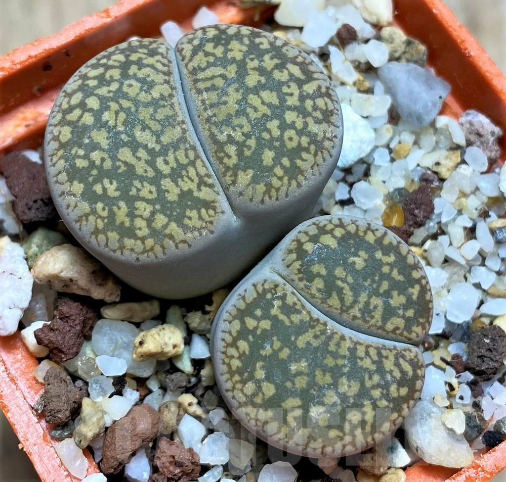 SHPR29331 Lithops aucampiae -Lohatla-