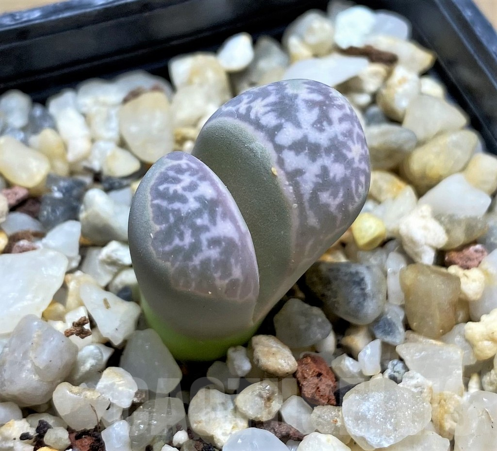 SHPR29333 Lithops helmutii C271