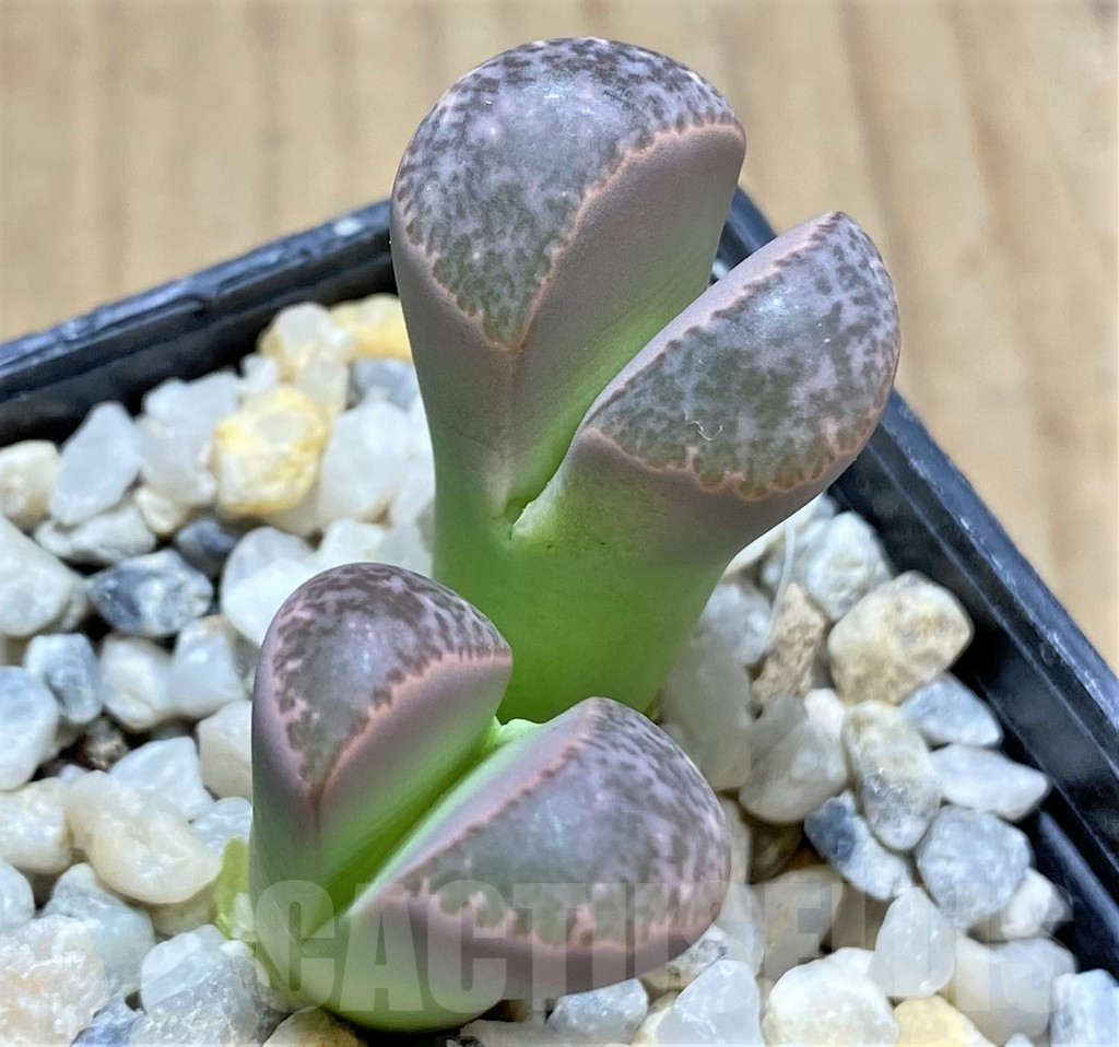 SHPR29334 Lithops naureeniae C304
