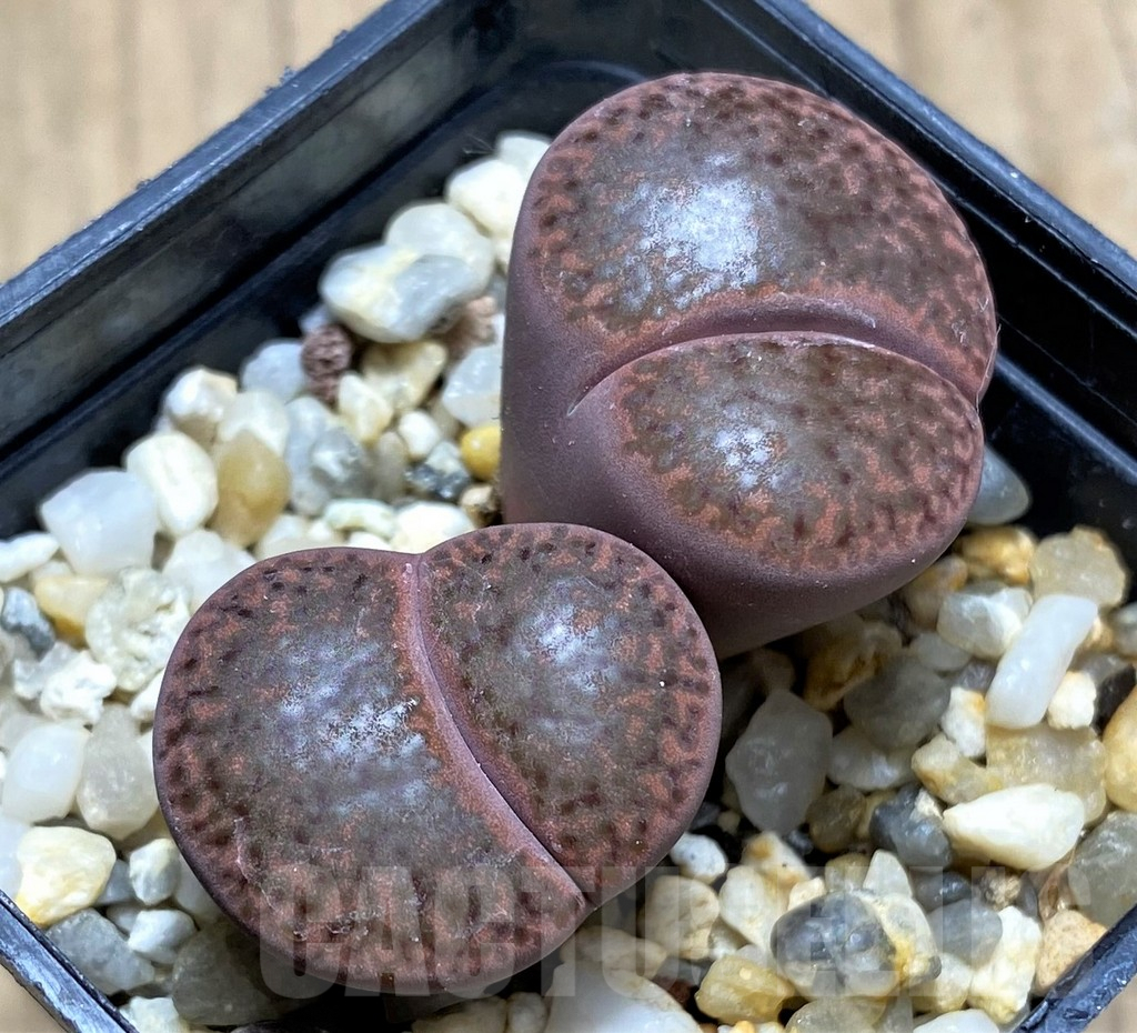 SHPR29336 Lithops bromfieldii 'Rubroroseus' C393A