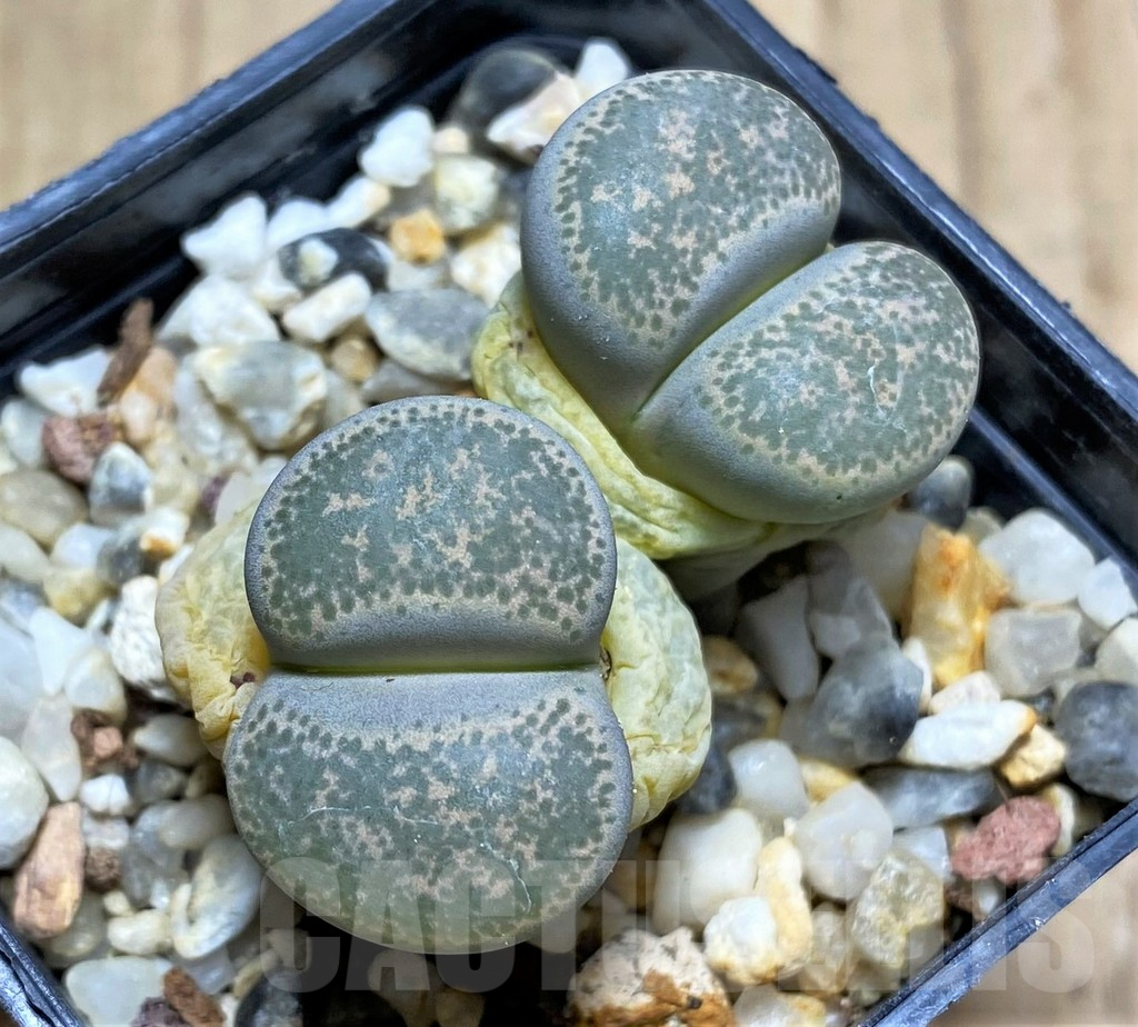 SHPR29339 Lithops terricolor