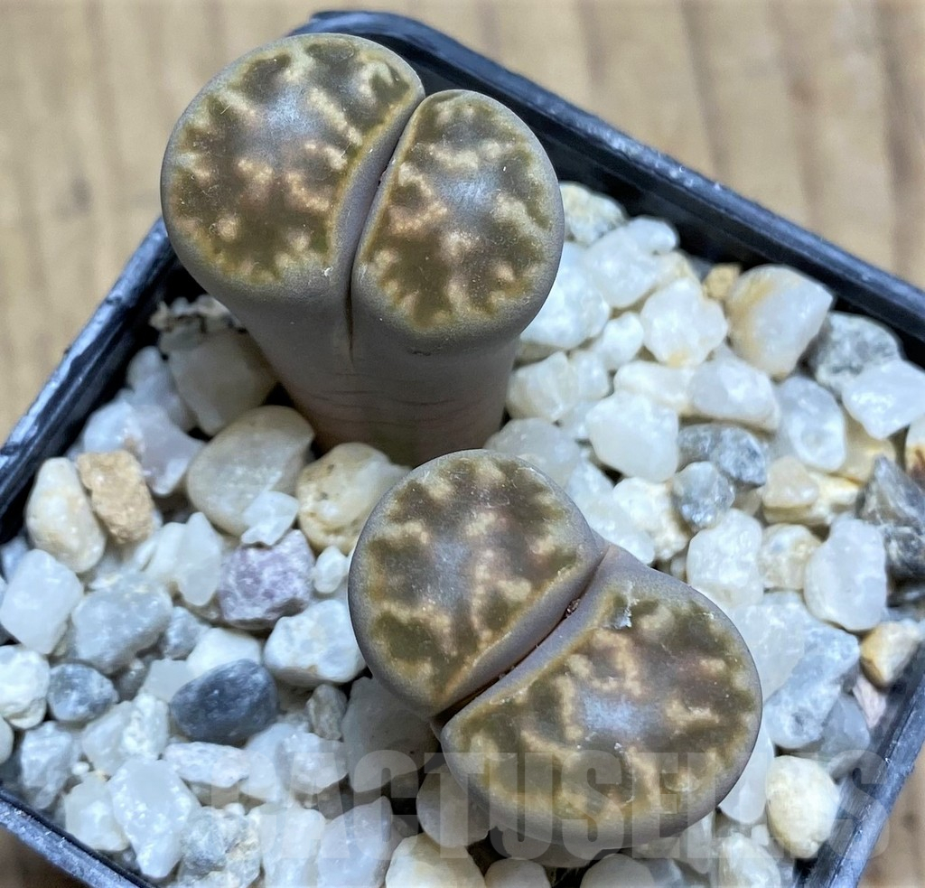 SHPR29341 Lithops karasmontana ssp. bella C143A