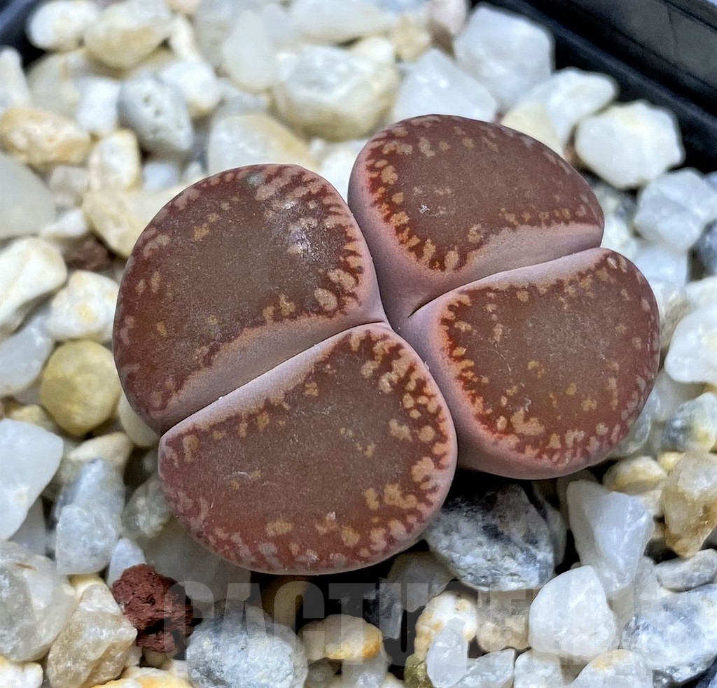 SHPR29342 Lithops aucampiae -Niekerkshoop-