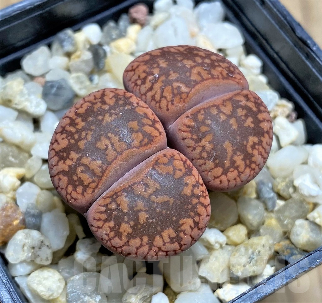 SHPR29343 Lithops aucampiae -Niekerkshoop-