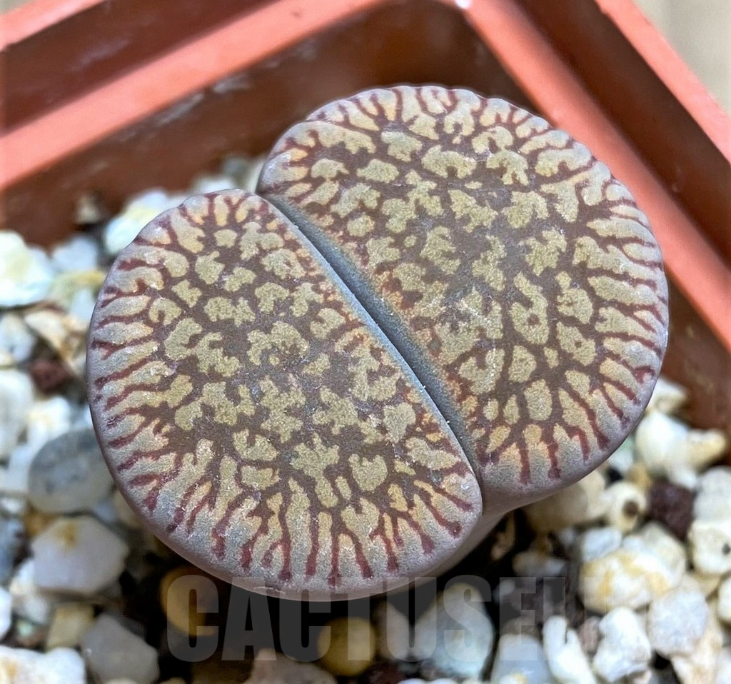 SHPR29345 Lithops aucampiae 'Red Danielskuil'