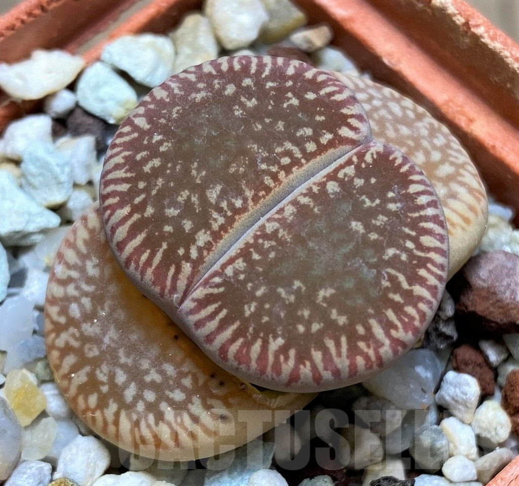 SHPR29346 Lithops aucampiae 'Red Danielskuil'