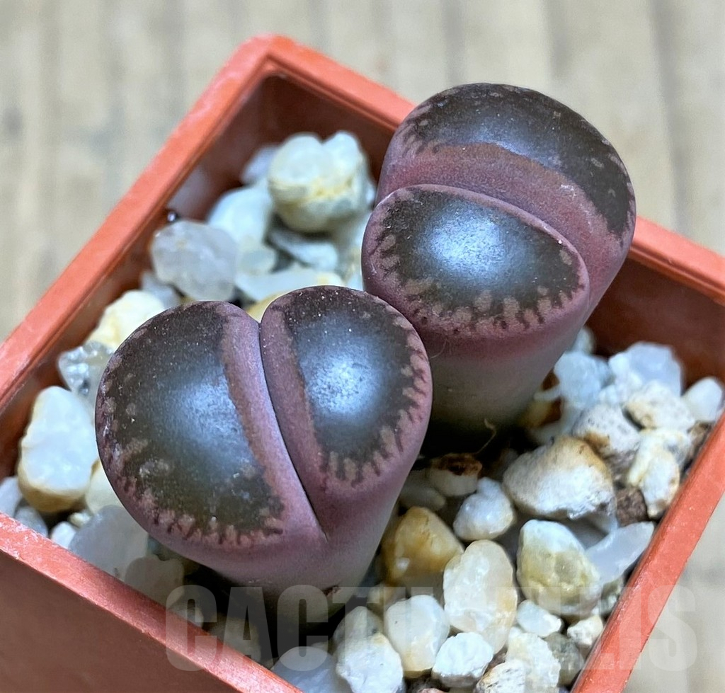 SHPR29349 Lithops aucampiae C332