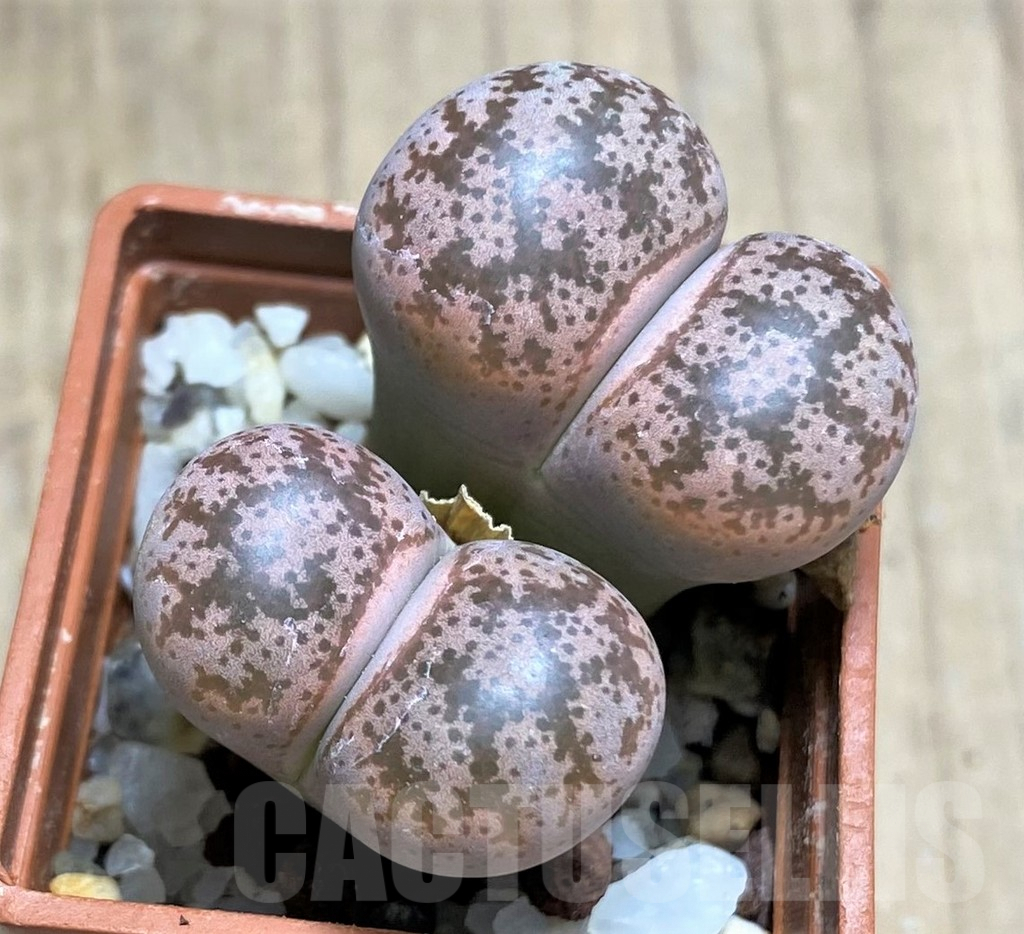 SHPR29350 Lithops coleorum