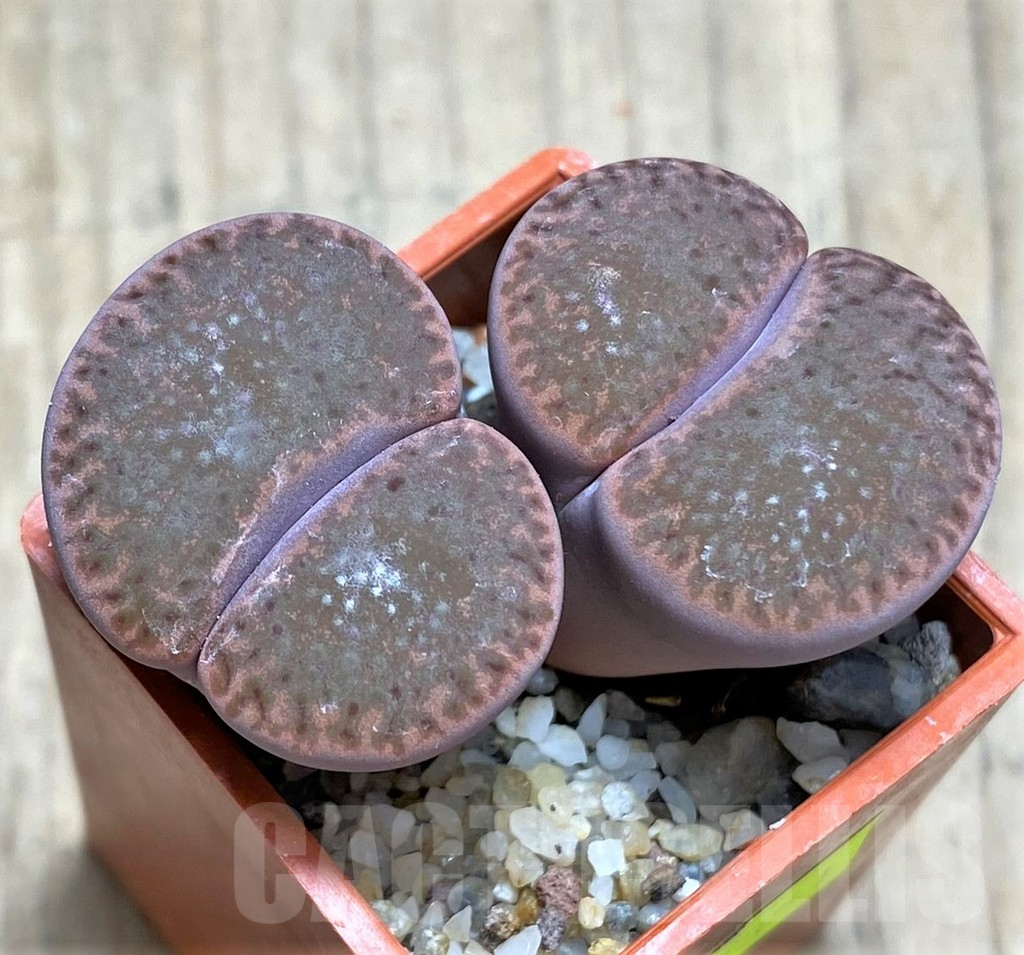 SHPR29351 Lithops bromfieldii 'Rubroroseus'