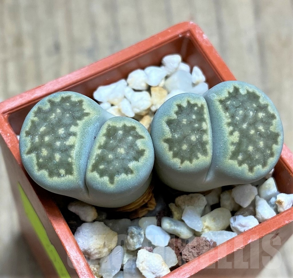 SHPR29352 Lithops hallii v. ochracea 'Green Soapstone' C111A