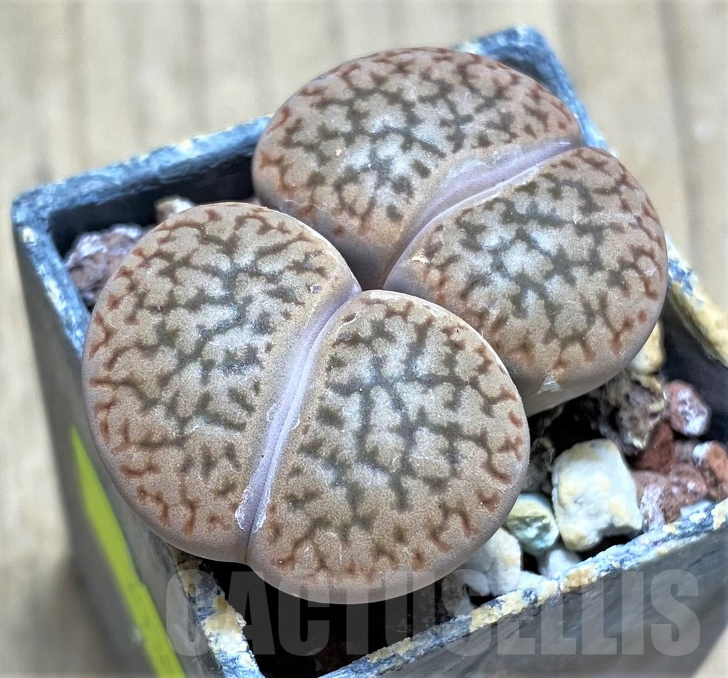 SHPR29356 Lithops hookeri v. marginata