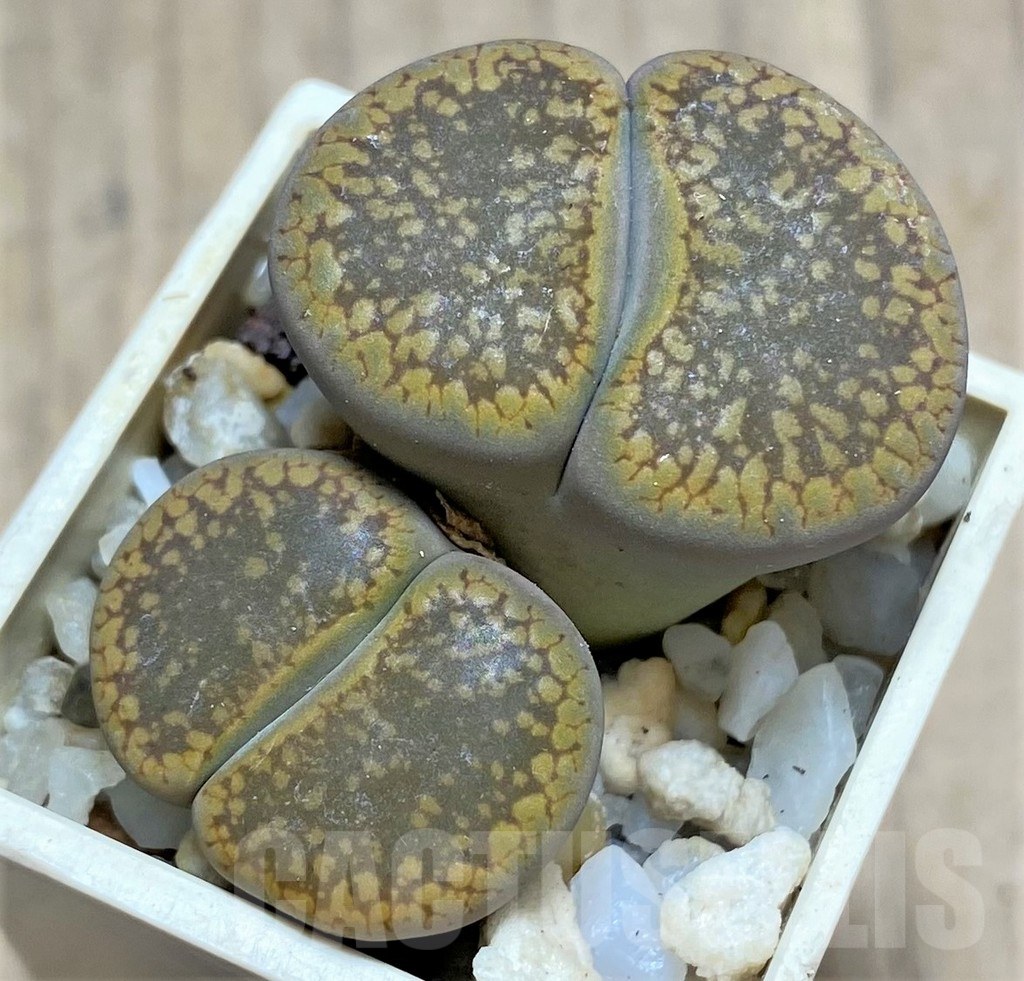 SHPR29361 Lithops aucampiae SH1665 -Mamaghadi-