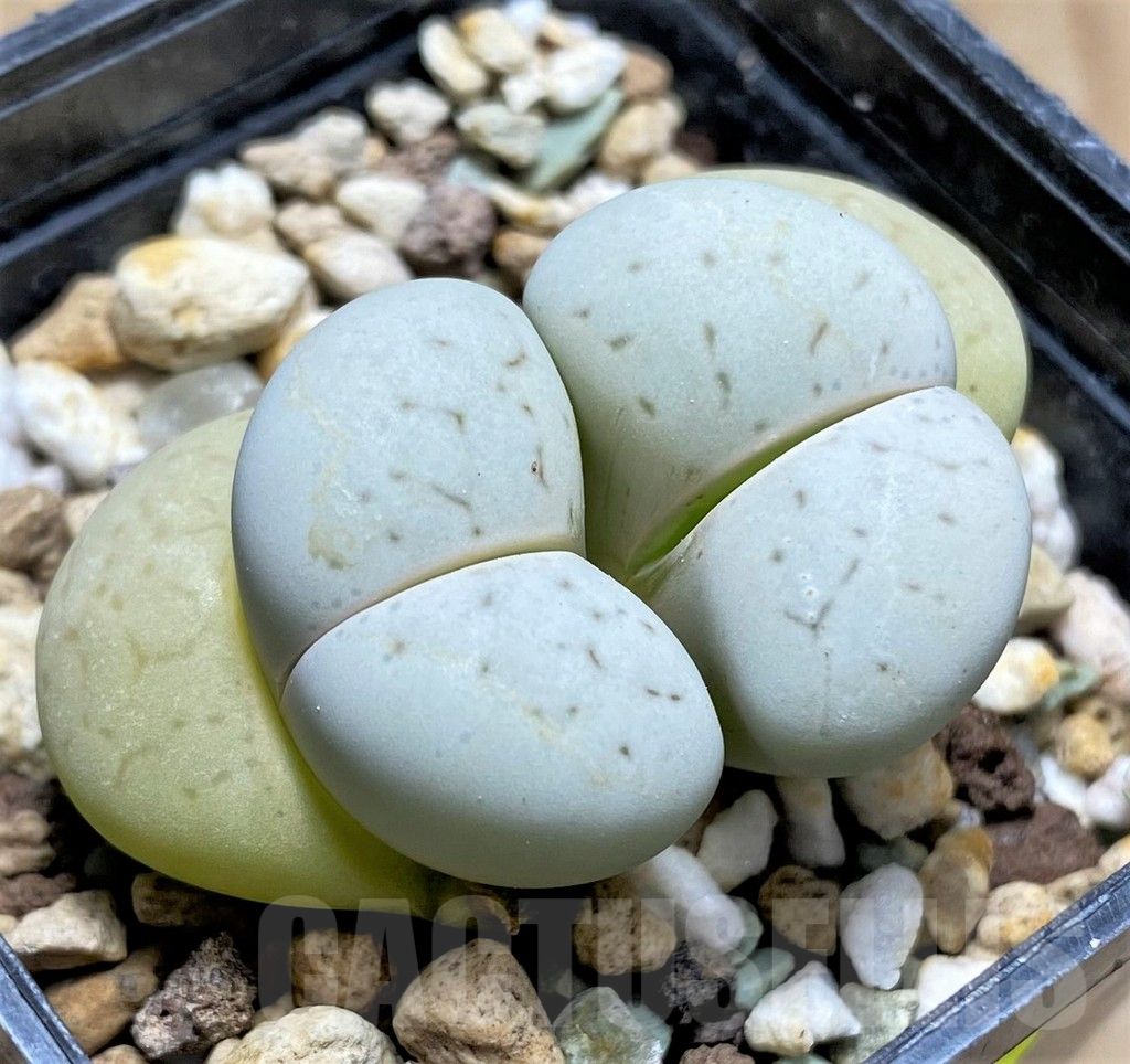 SHPR29362 Dinteranthus vanzylii