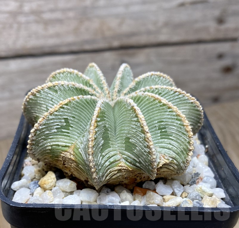 VVG29416 Aztekium hintonii, 20 years - Image 3
