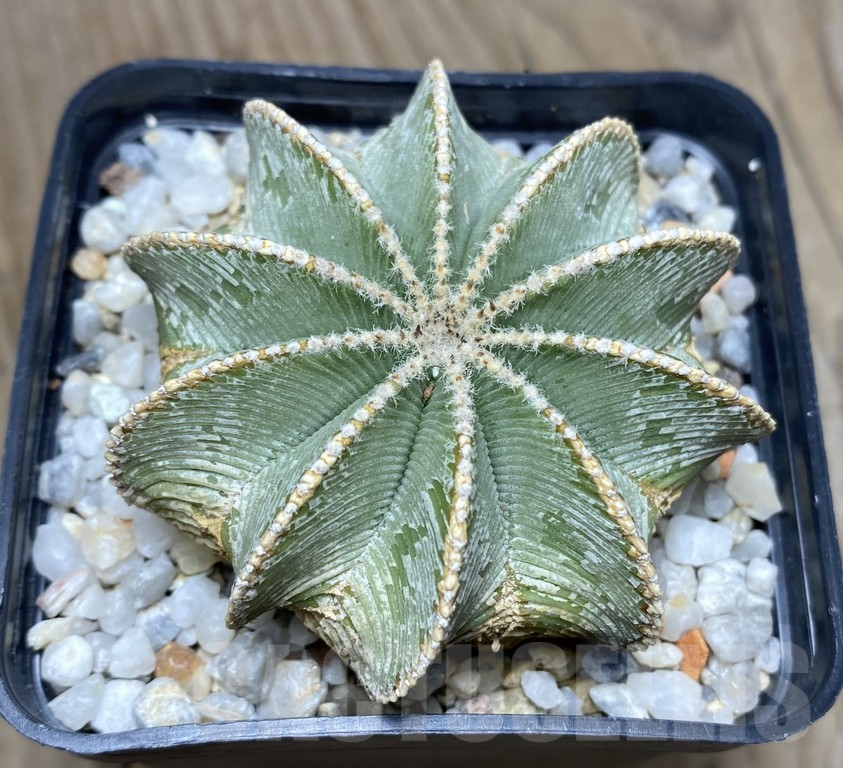 VVG29416 Aztekium hintonii, 20 years - Image 2