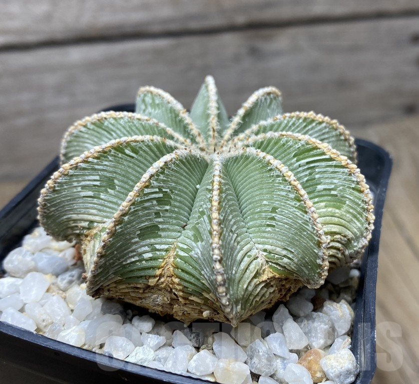 VVG29416 Aztekium hintonii, 20 years