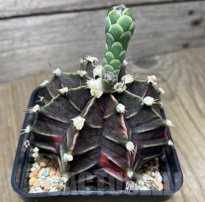 VVG29417 Gymnocalycium mihanovichii f. variegata