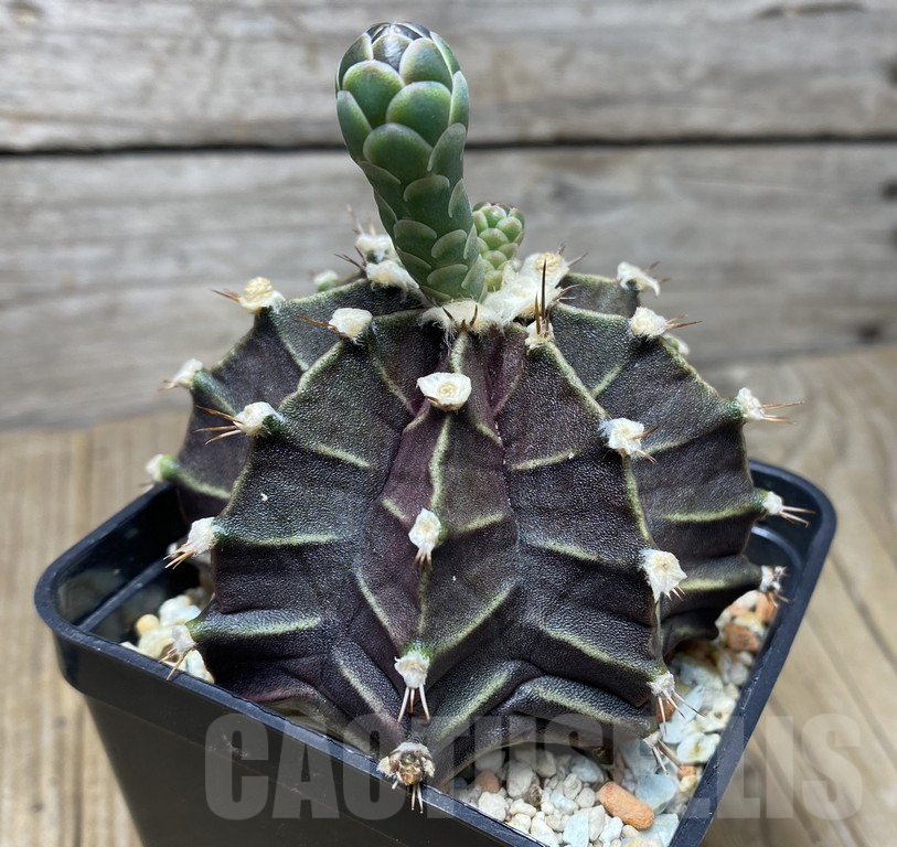 VVG29417 Gymnocalycium mihanovichii f. variegata - Image 2