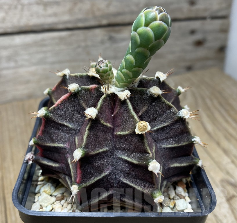 VVG29417 Gymnocalycium mihanovichii f. variegata - Image 3
