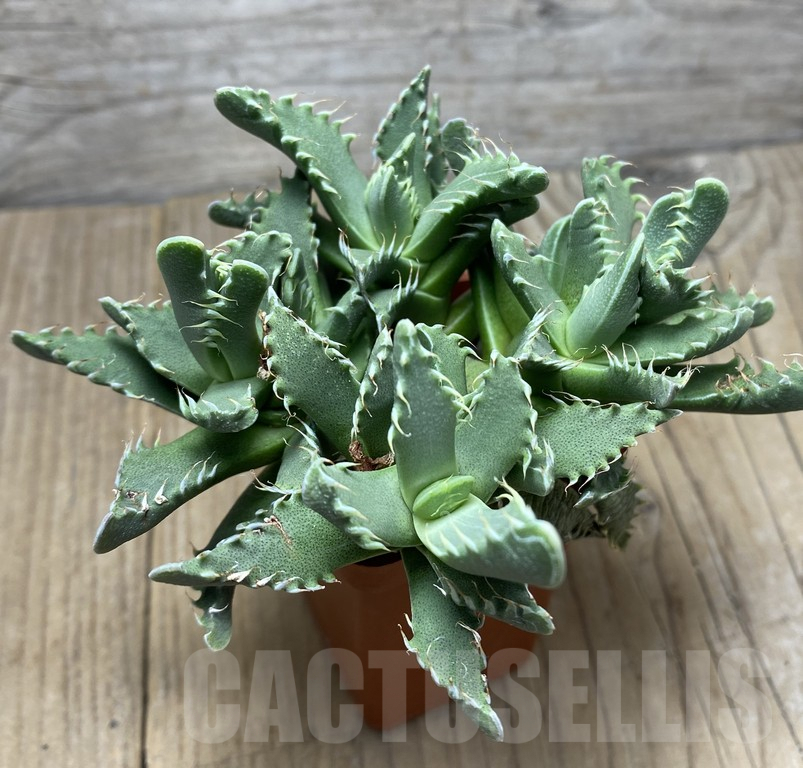 VVG29420 Faucaria felina