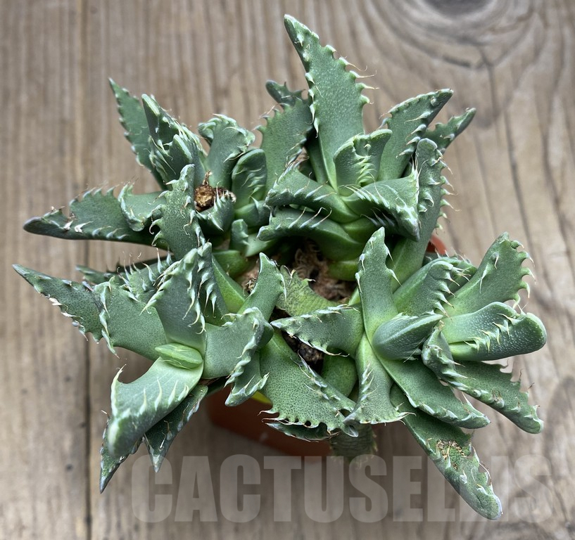 VVG29420 Faucaria felina - Image 2