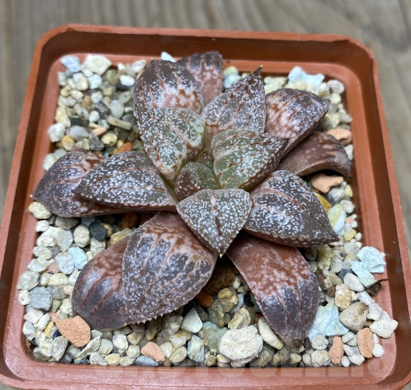 VVG29421 Haworthia picta -Japan- x ‘Kegazato’ F2 seedling