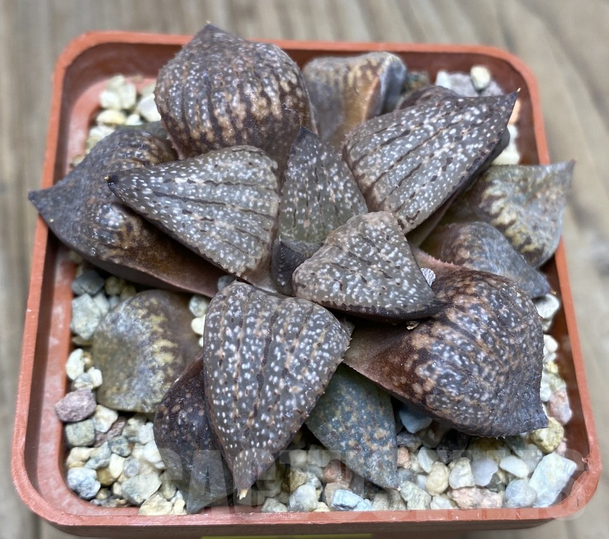 VVG29422 Haworthia picta -Japan- seedling