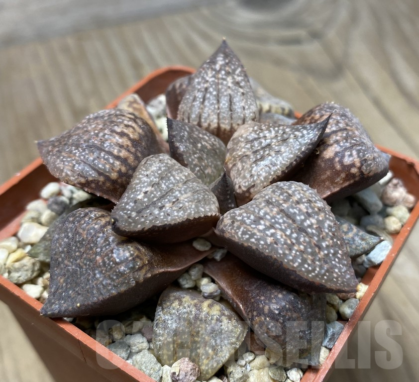 VVG29422 Haworthia picta -Japan- seedling - Image 2
