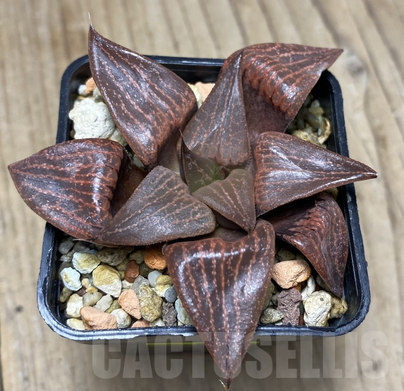 VVG29423 Haworthia comptoniana seedling