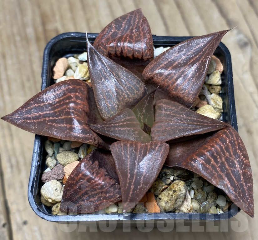 VVG29423 Haworthia comptoniana seedling - immagine 2