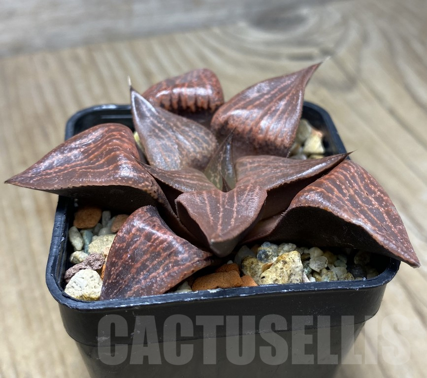 VVG29423 Haworthia comptoniana seedling - immagine 3