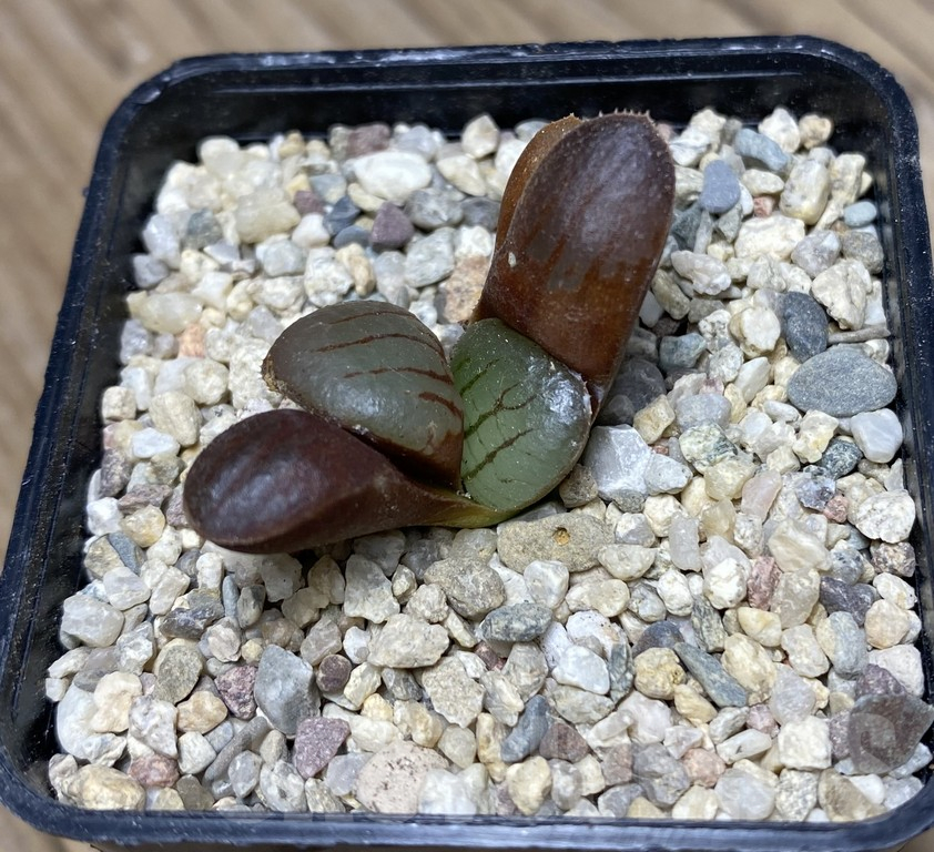 VVG29424 Haworthia springbokvlakensis seedling - Image 2