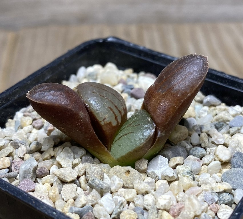 VVG29424 Haworthia springbokvlakensis seedling