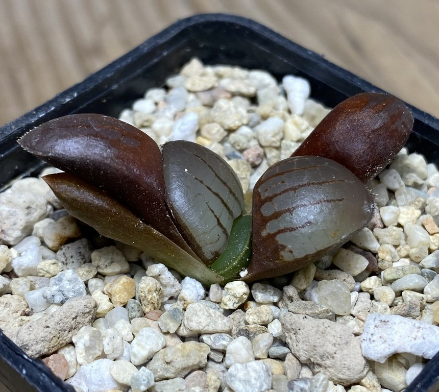 VVG29425 Haworthia springbokvlakensis seedling
