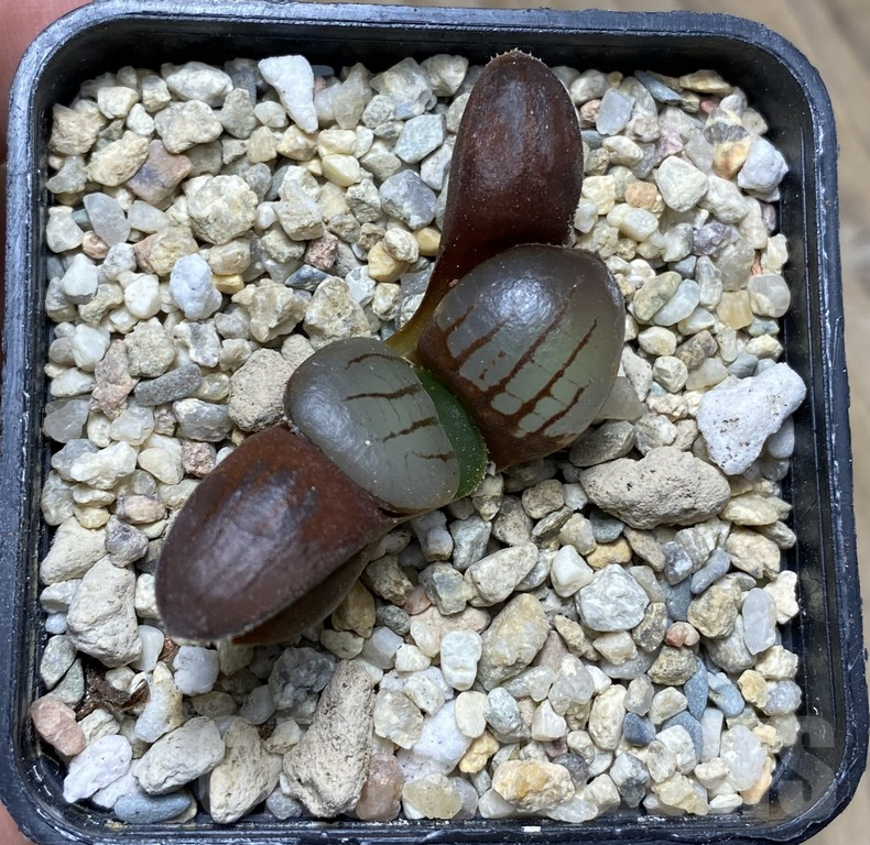VVG29425 Haworthia springbokvlakensis seedling - 画像 (2)