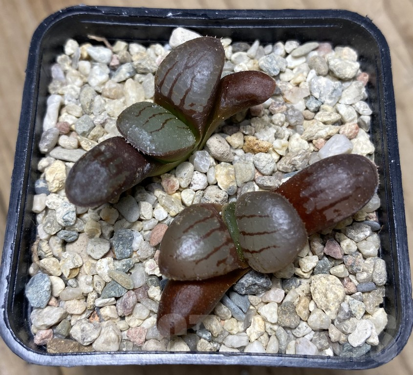 VVG29428 Haworthia springbokvlakensis 2 plants seedling