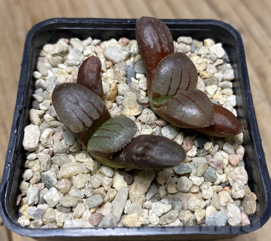 VVG29428 Haworthia springbokvlakensis 2 plants seedling – Image 2