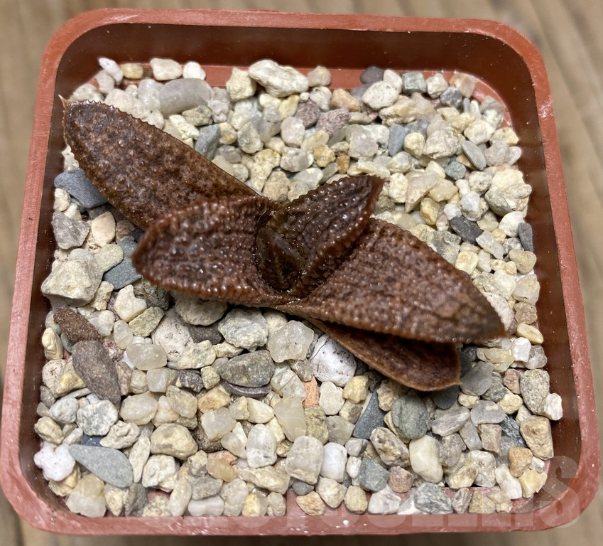 VVG29429 Haworthia koelmaniorum x ‘Kintaikyo’ seedling – Image 2