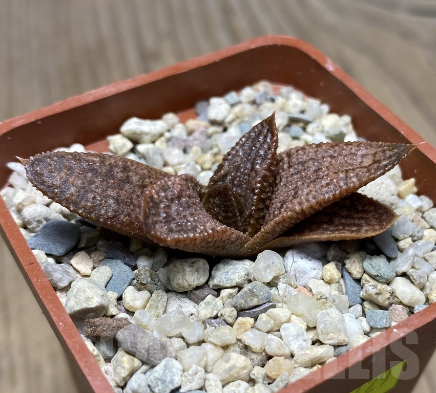 VVG29429 Haworthia koelmaniorum x ‘Kintaikyo’ seedling