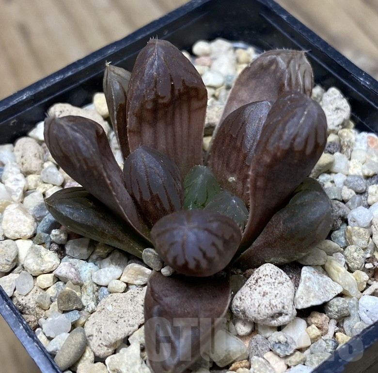VVG29436 Haworthia obtusa 'Purple Dodson'