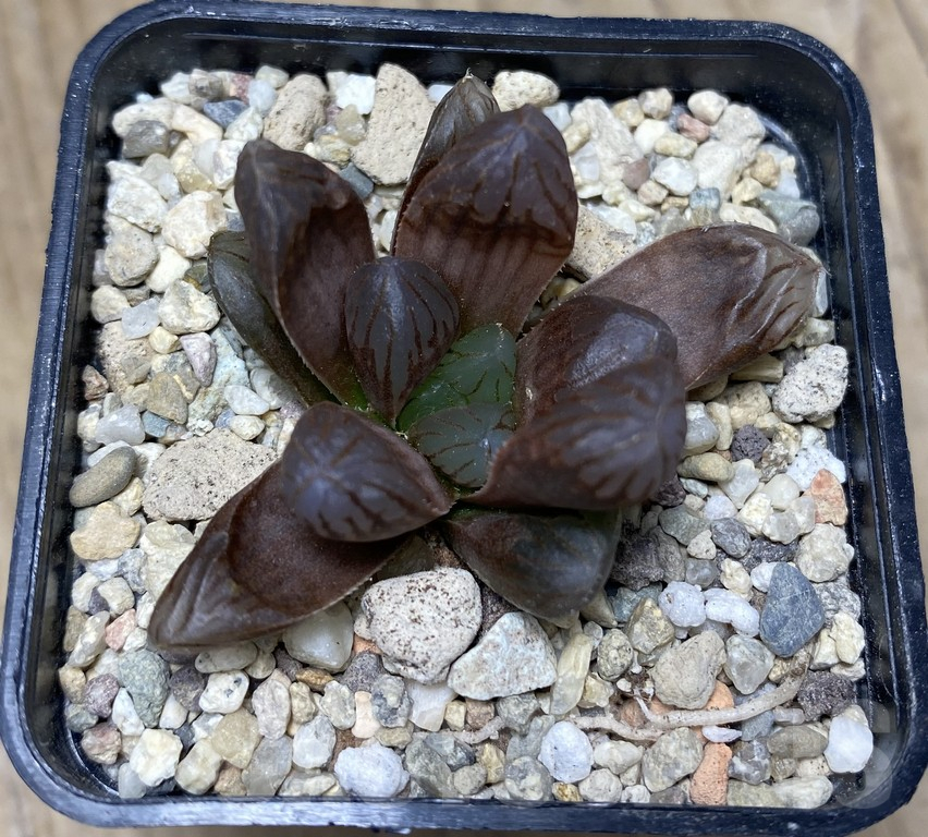 VVG29436 Haworthia obtusa 'Purple Dodson' - Image 2