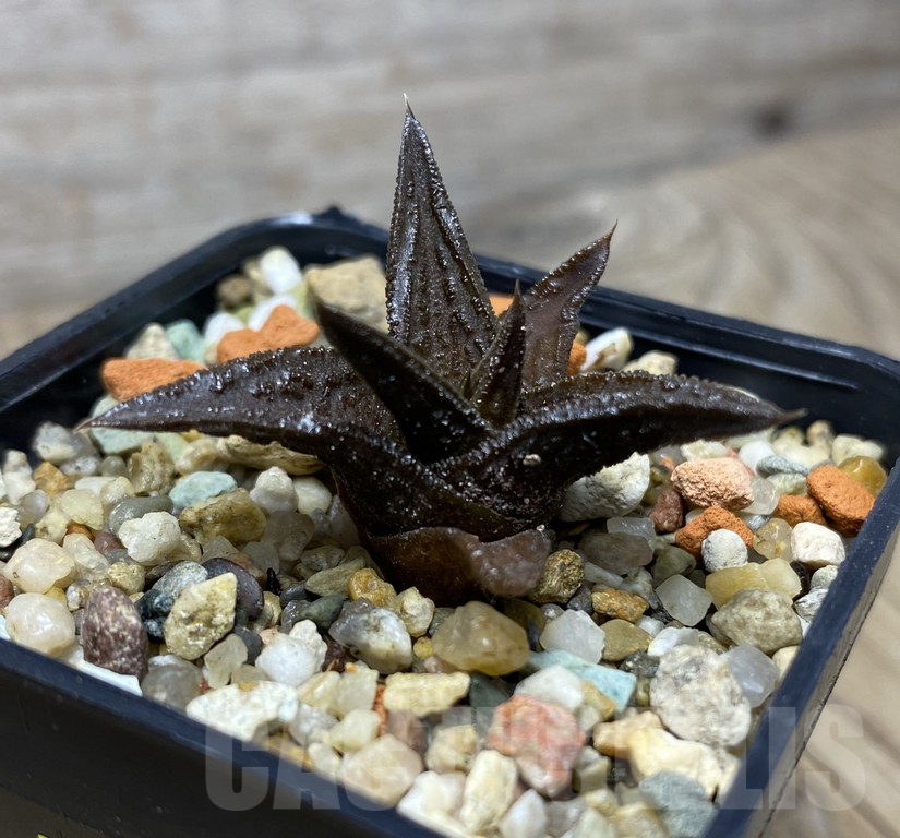 VVG29438 Haworthia nigra