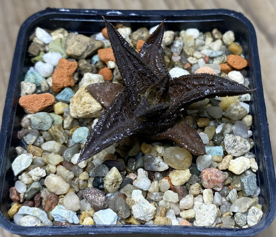 VVG29438 Haworthia nigra - Obrázek 2