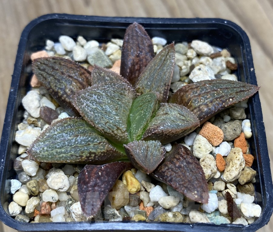 VVG29439 Haworthia 'Anna Cocoza' hybrid seedling