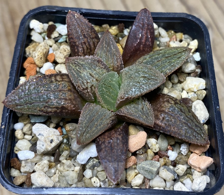 VVG29439 Haworthia 'Anna Cocoza' hybrid seedling - Imagen 2