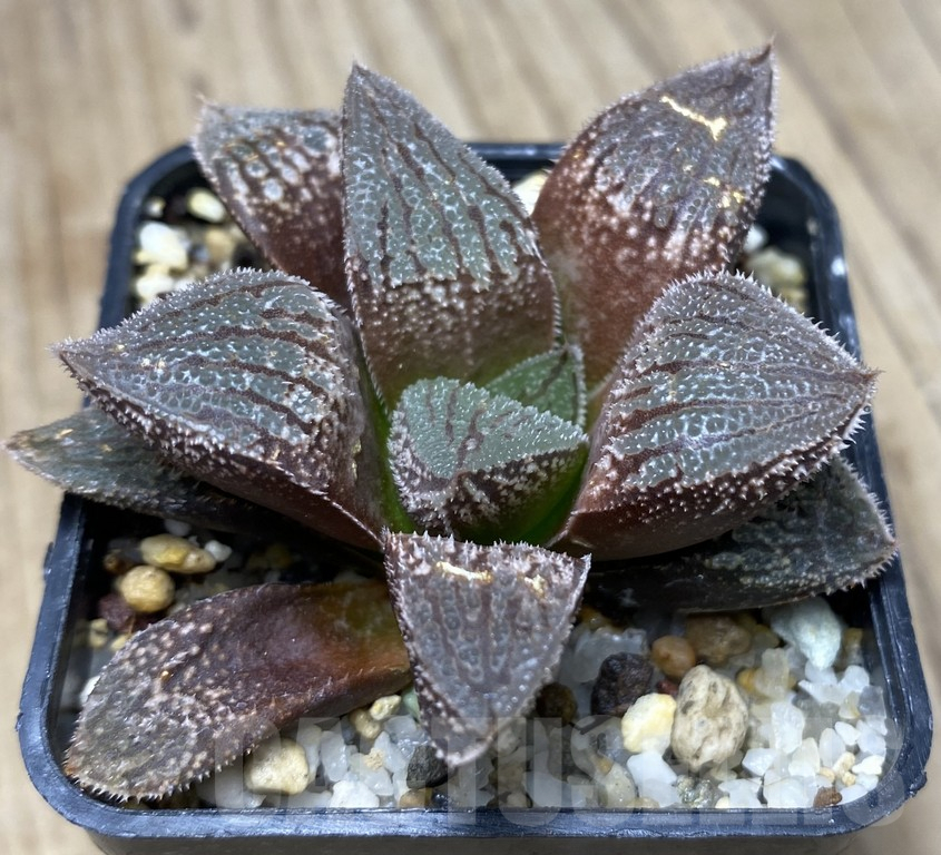 VVG29442 Haworthia sprinbokvlakensis x 'Kegazato' seedling
