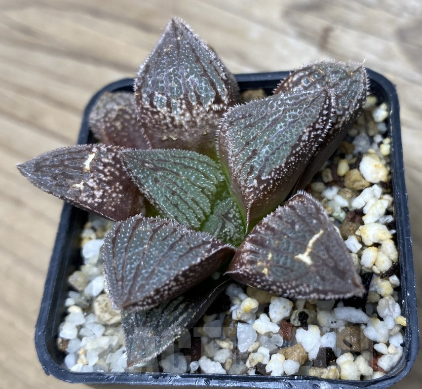 VVG29442 Haworthia sprinbokvlakensis x 'Kegazato' seedling - immagine 2