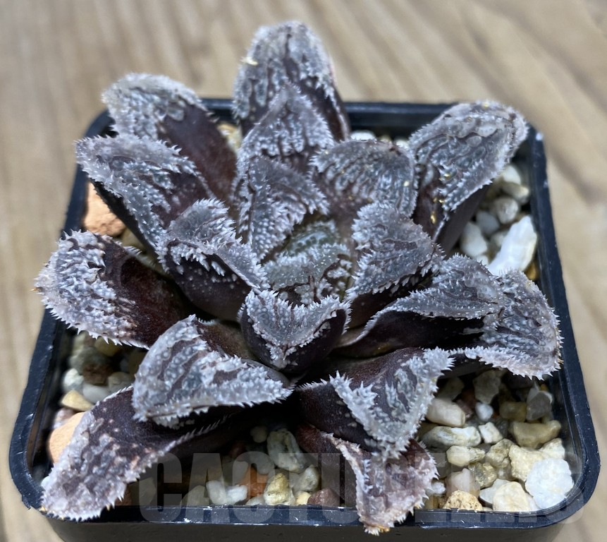VVG29444 Haworthia ‘Yuki Usagi’ (Snow rabbit) - immagine 2